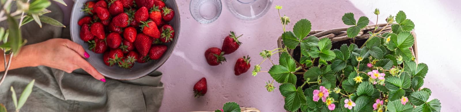 Gartenarbeiten im Juni