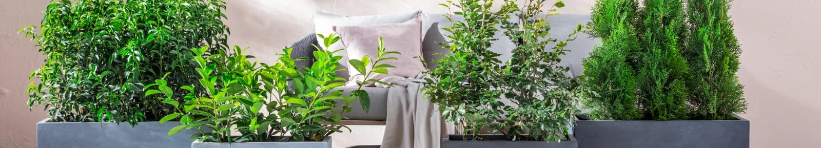 Sichtschutz Pflanzen