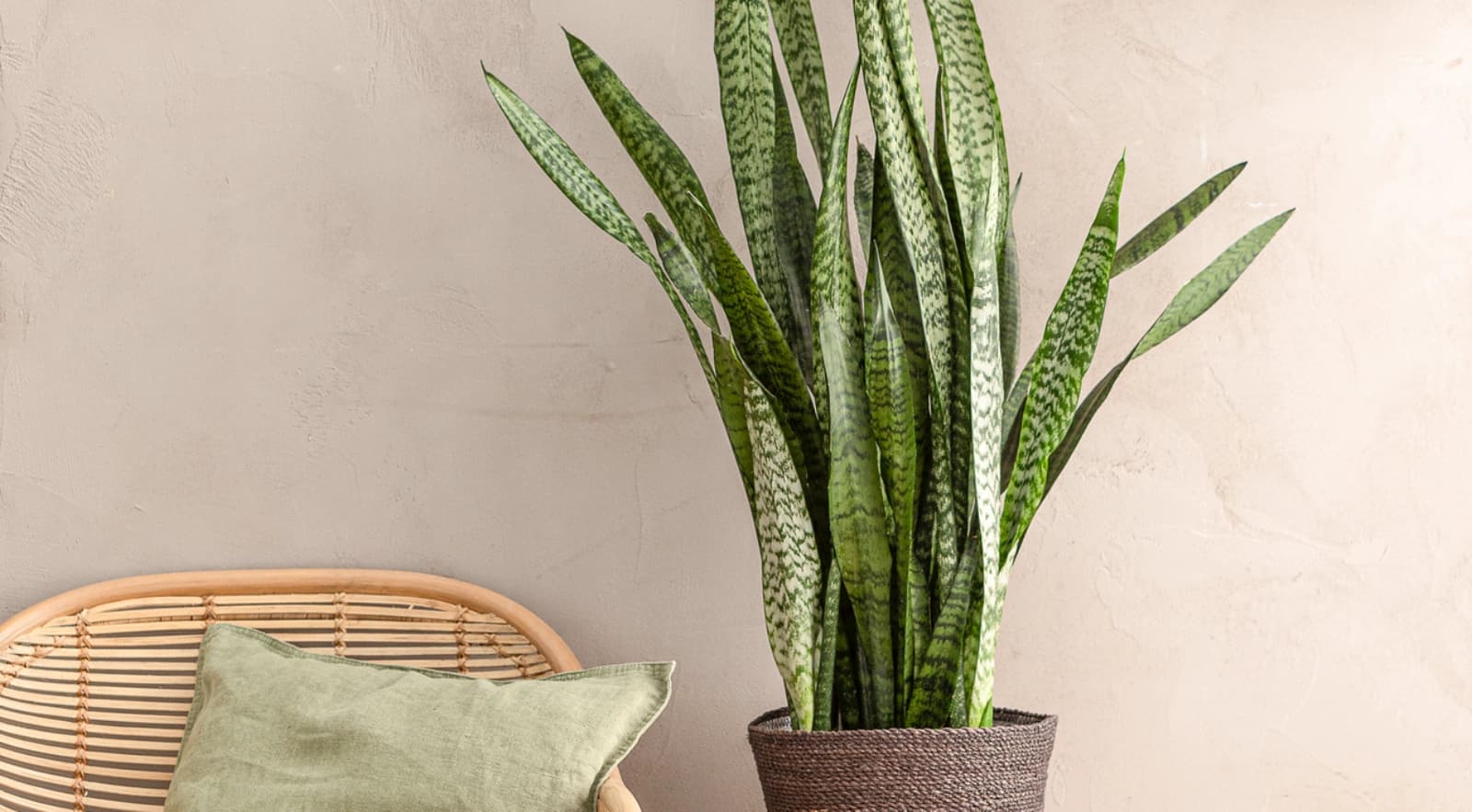 Sansevieria