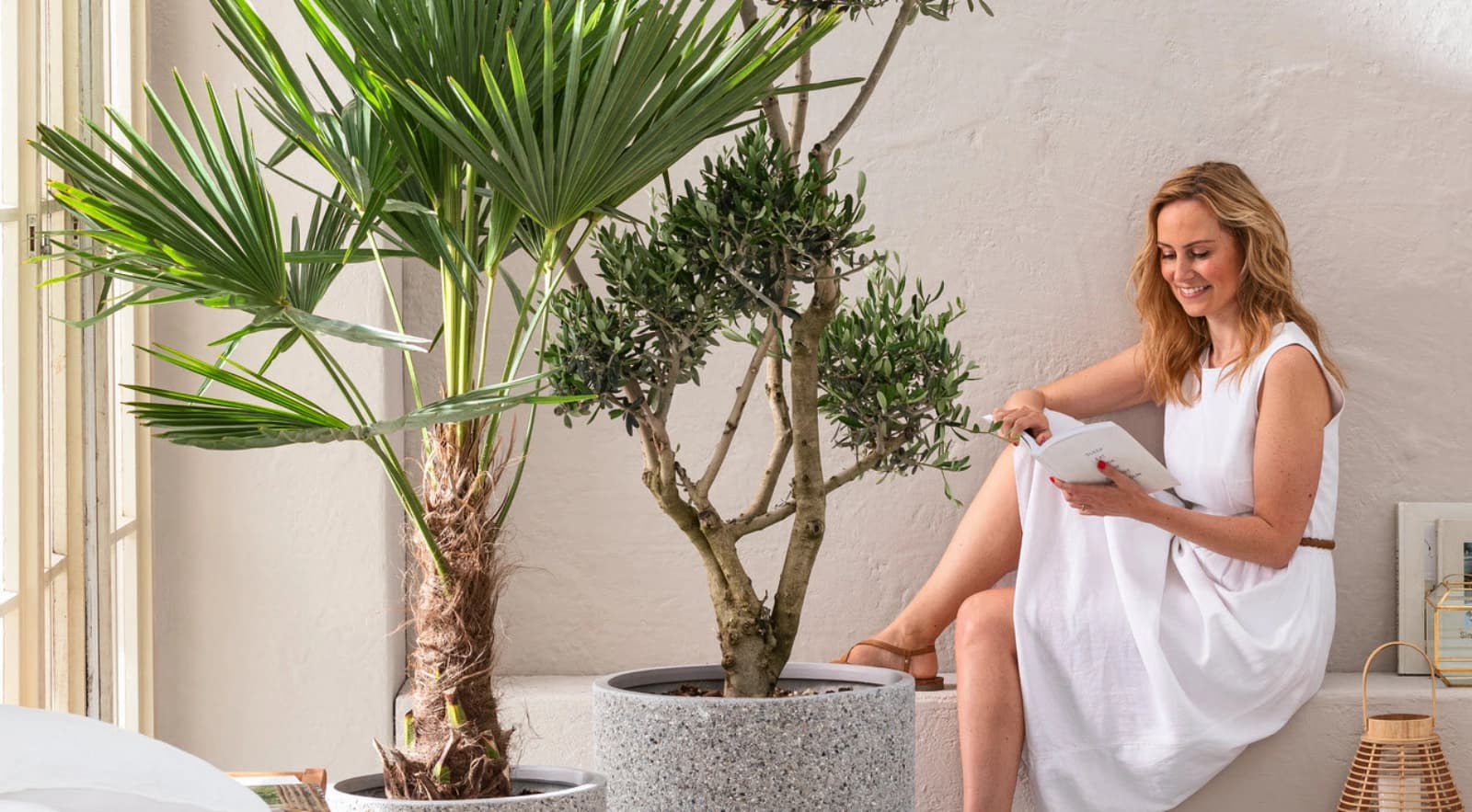 Top 10: Pflege­leichte Kübelpflanzen