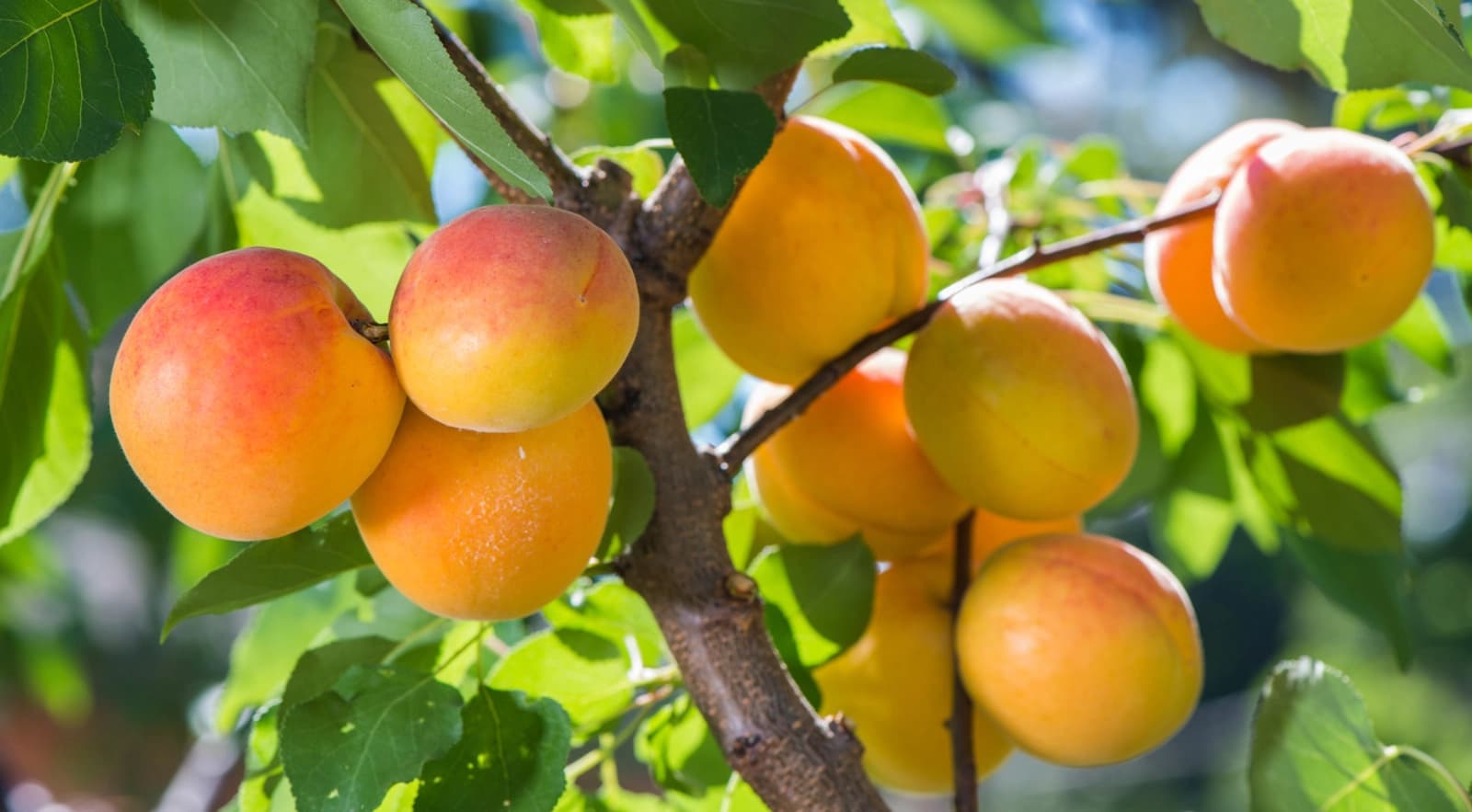 Pfirsiche, Nektarinen & Aprikosen