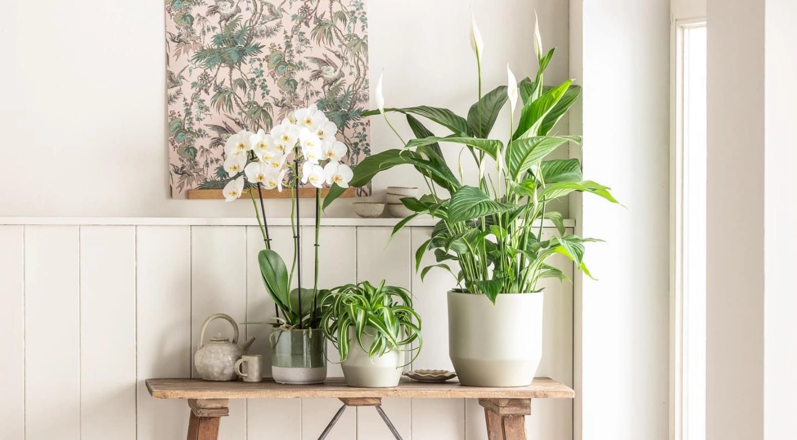 Top 10: Büropflanzen