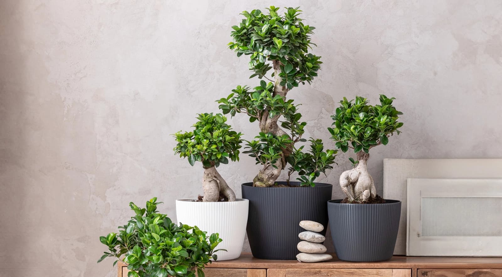 Bonsai