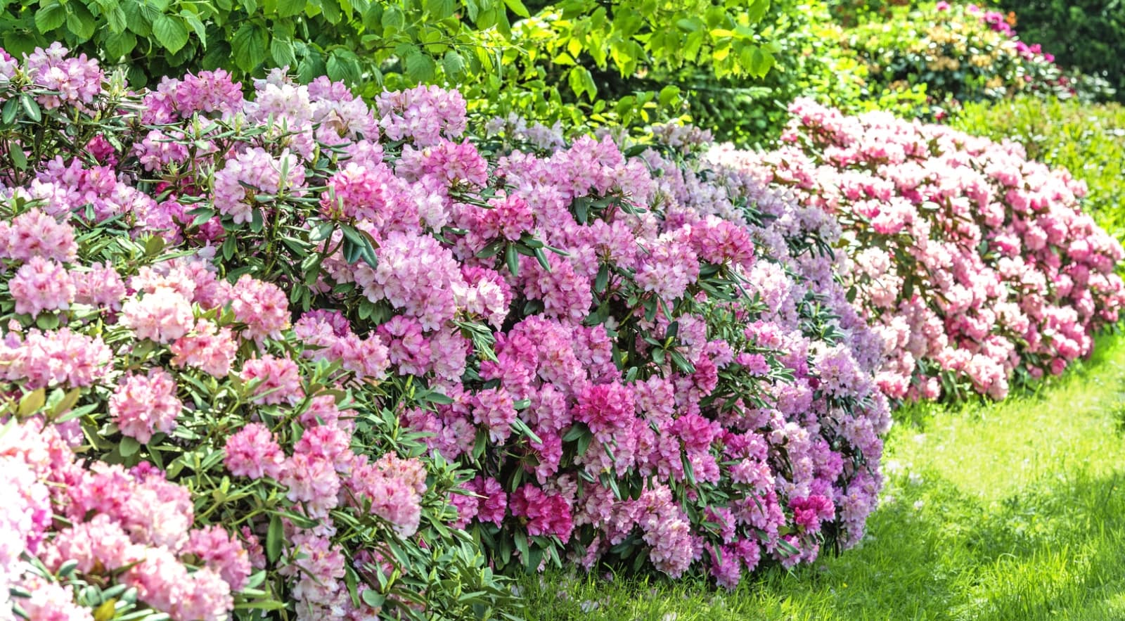 Rhododendron