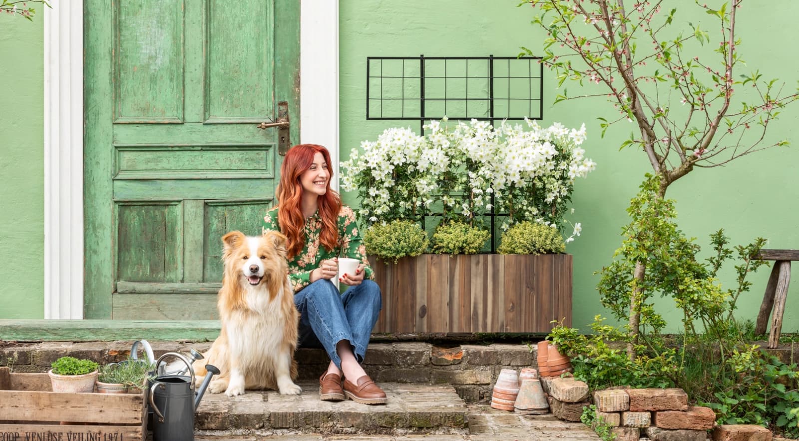 Schling- und Kletterpflanzen