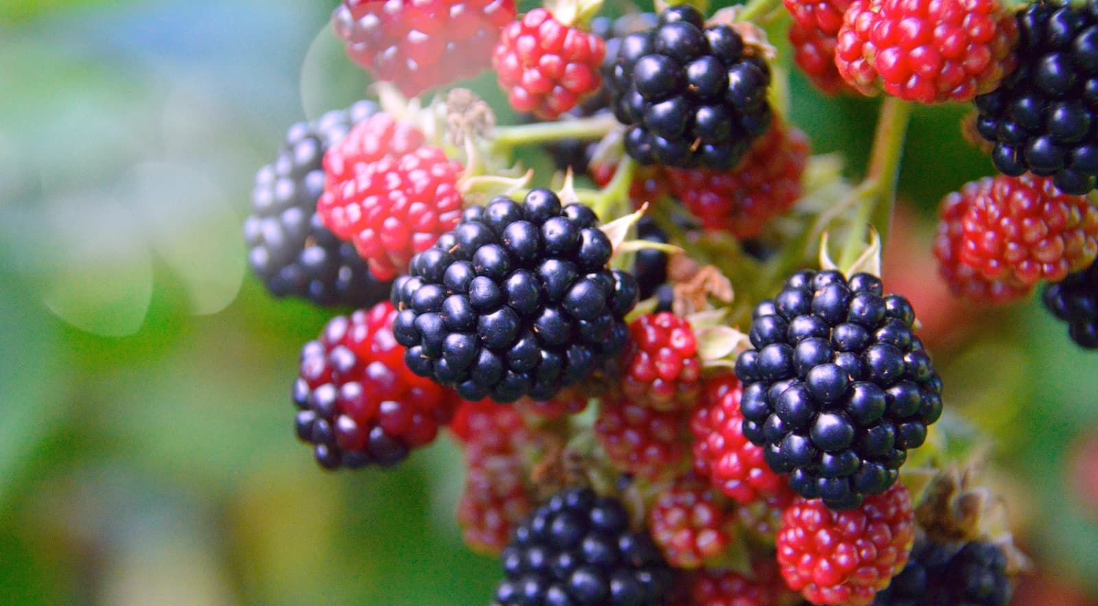 Brombeeren