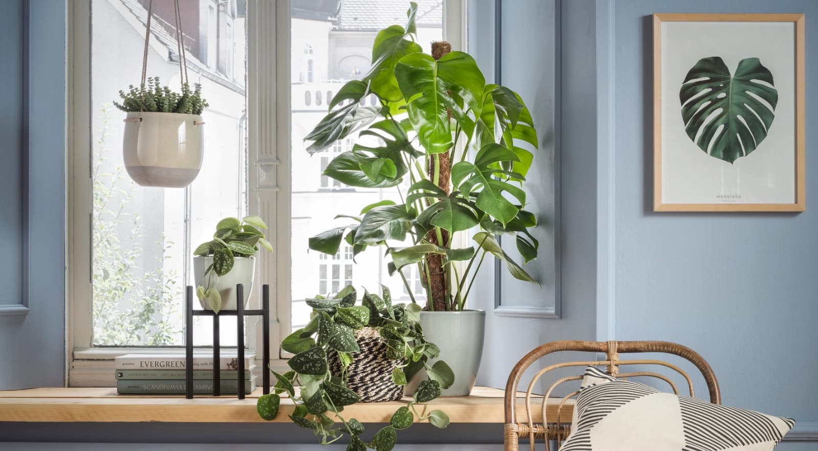 Top 10: Pflanzen für Heizungs­luft