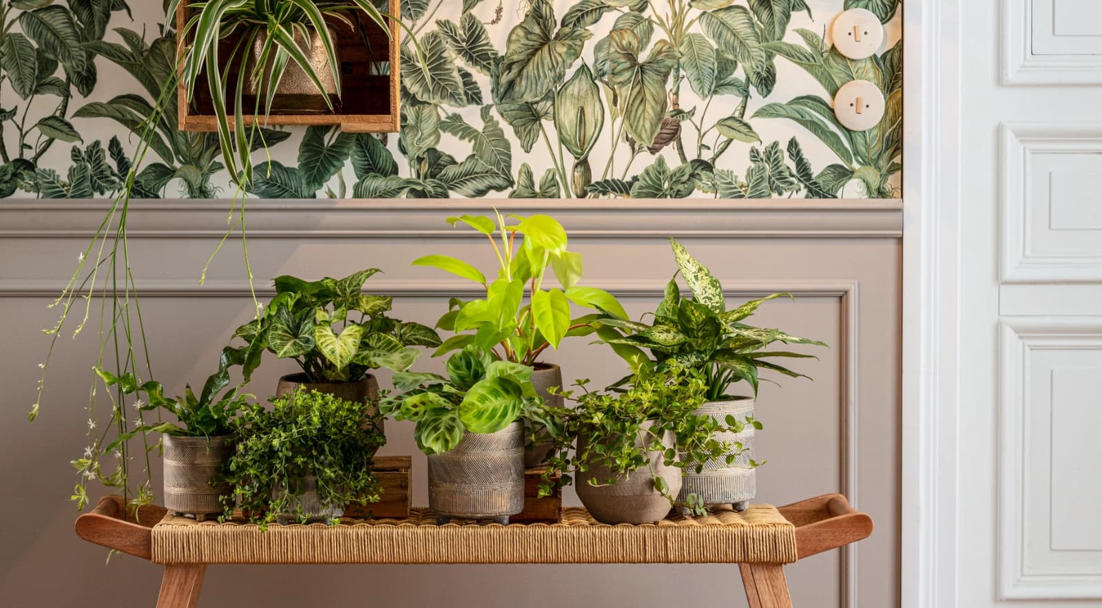 Top 10: Luf­treinigende Zimmer­pflanzen