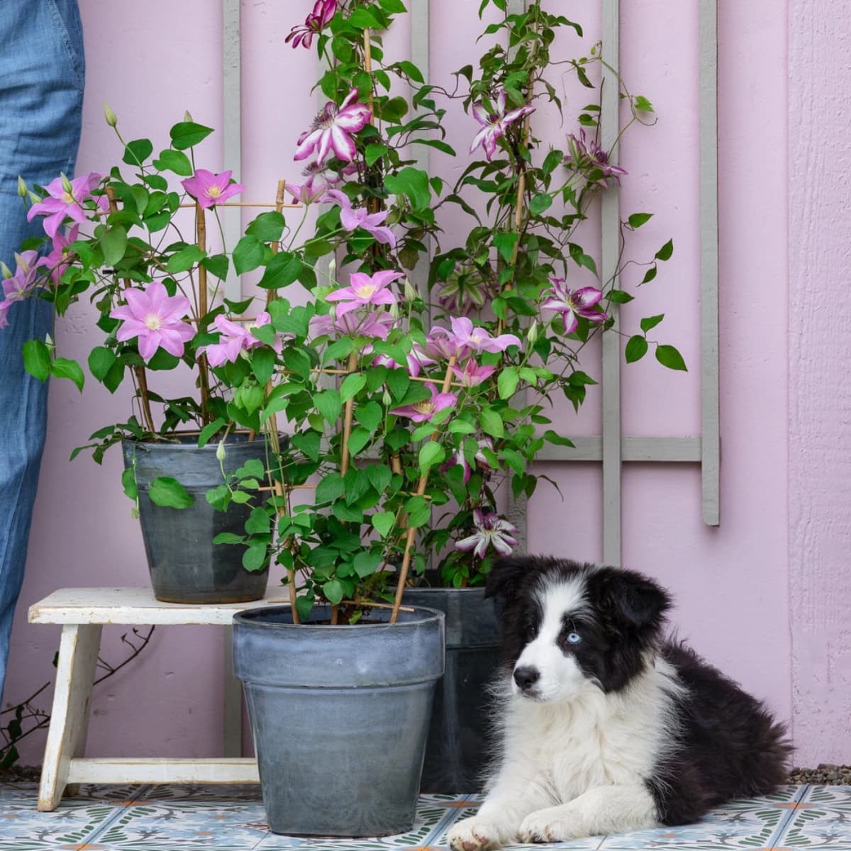 Clematis