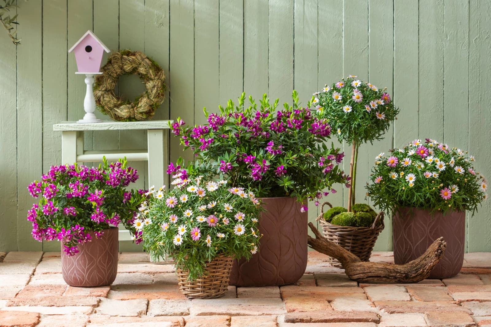 Balkon- & Terrassenpflanzen