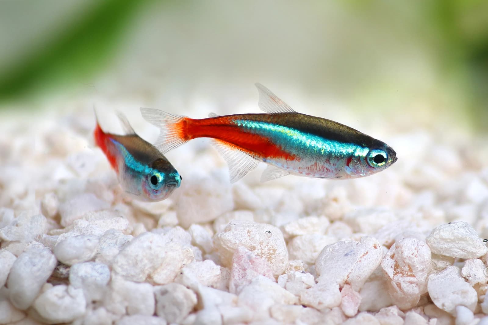 Aquarium