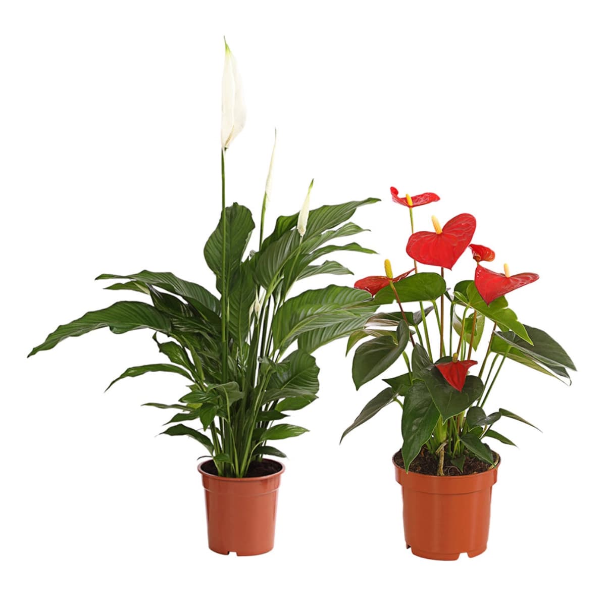 Einblatt & Flamingoblumen