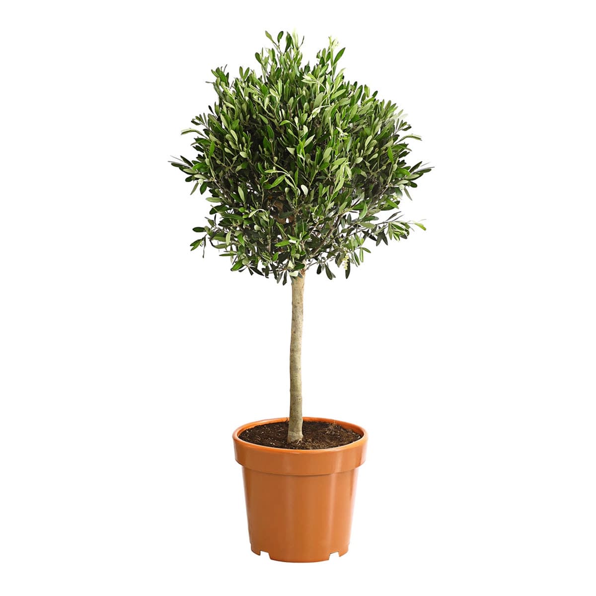 Feigen- & Olivenbäume