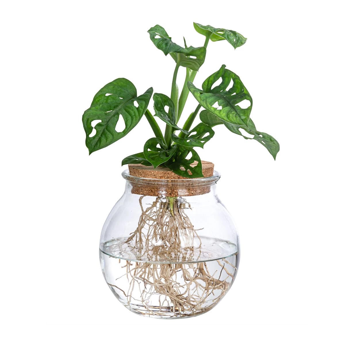 Waterplants & Flaschengärten