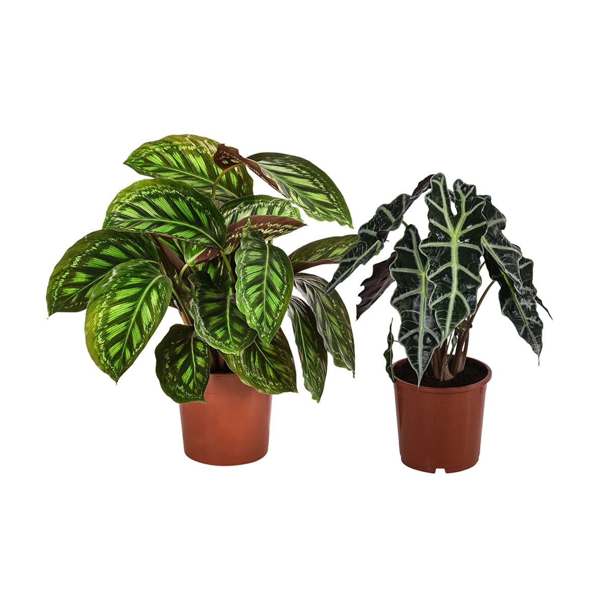 Calathea & Alocasia