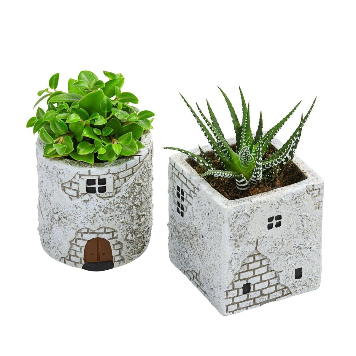 Zimmerpflanzen mit Übertopf