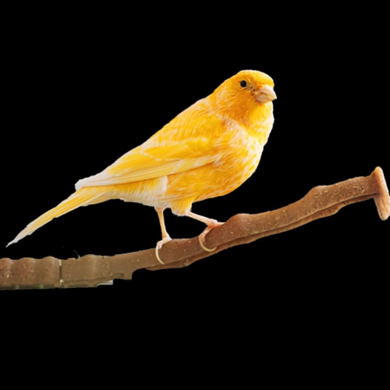 Ziervögel in den Märkten