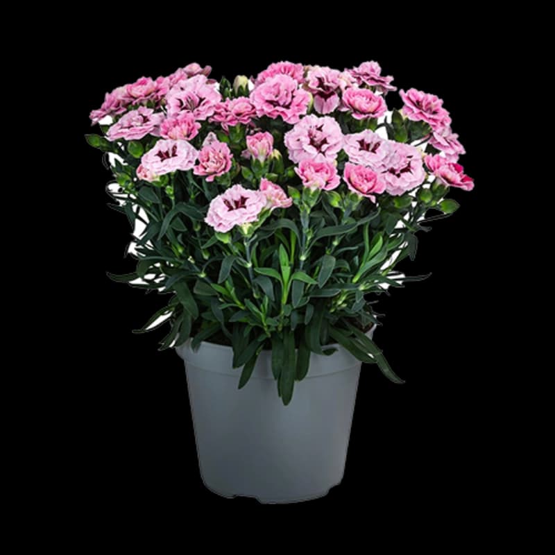 Sommer­blumen