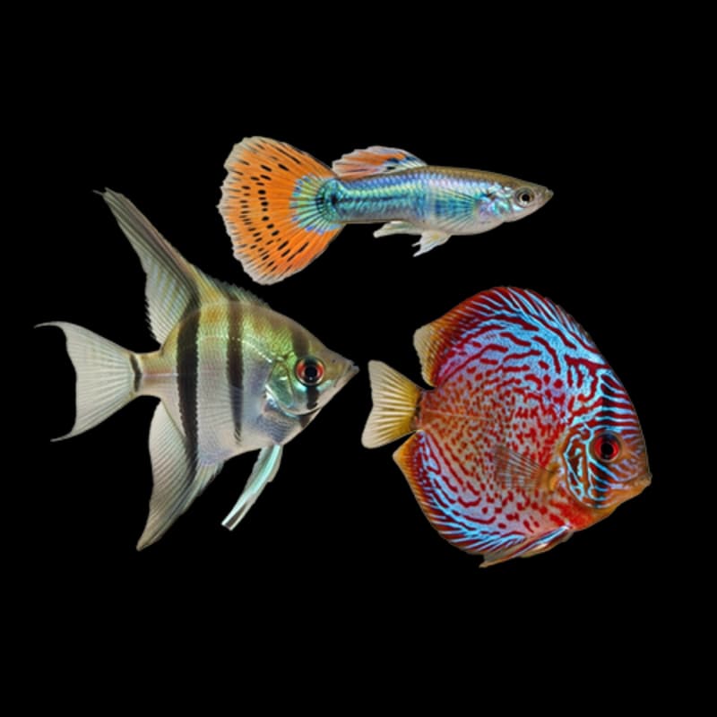 Fische in den Märkten