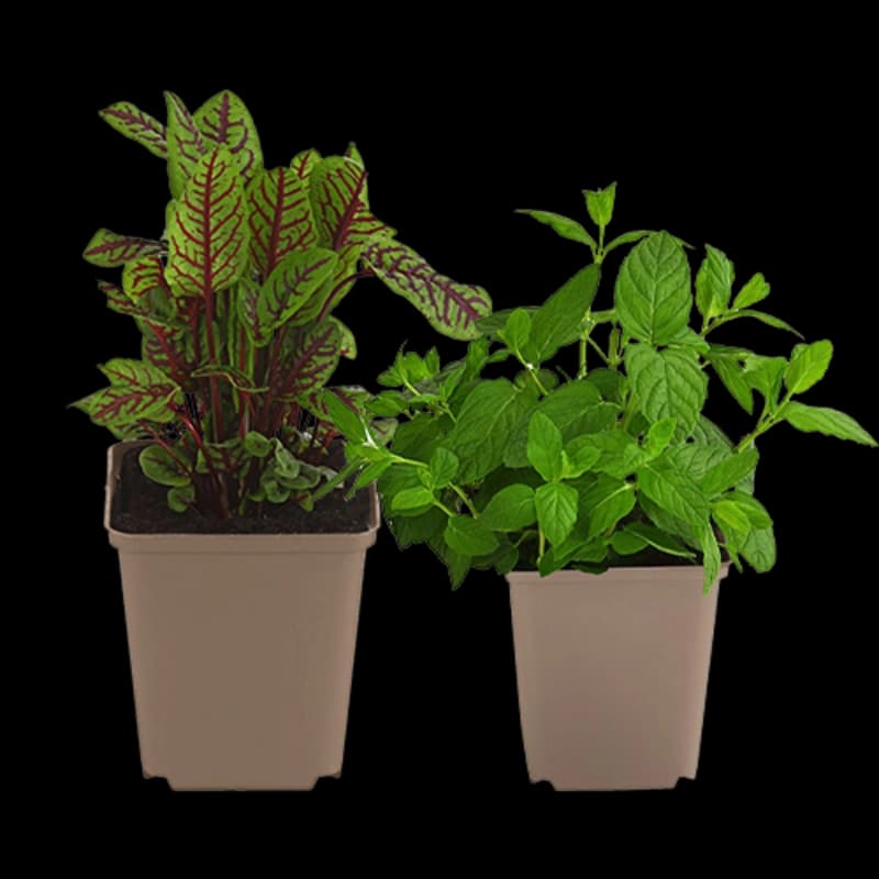 Garten- & Heilkräuter