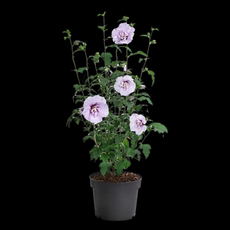 Blühende Sträucher