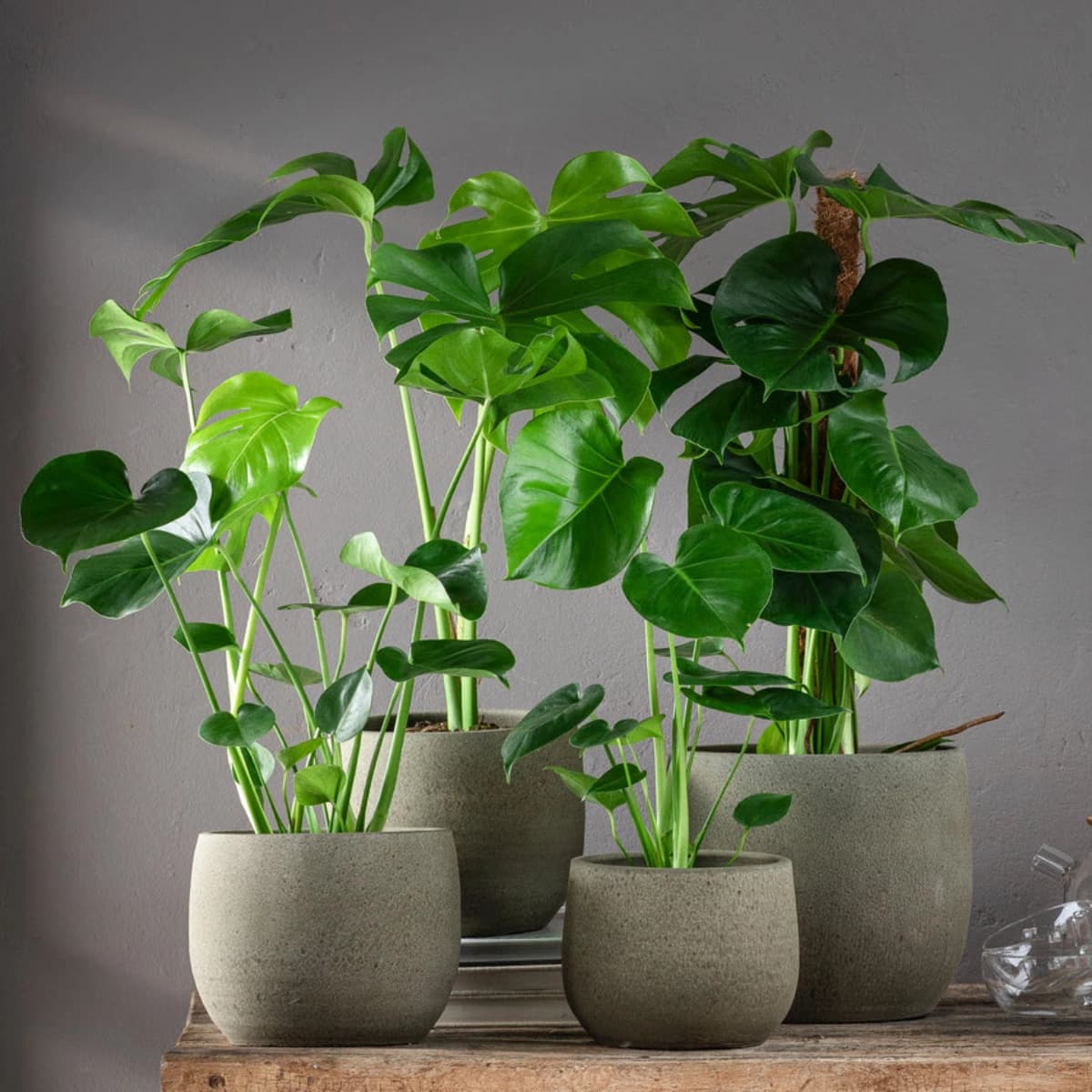 Monstera & Philodendron