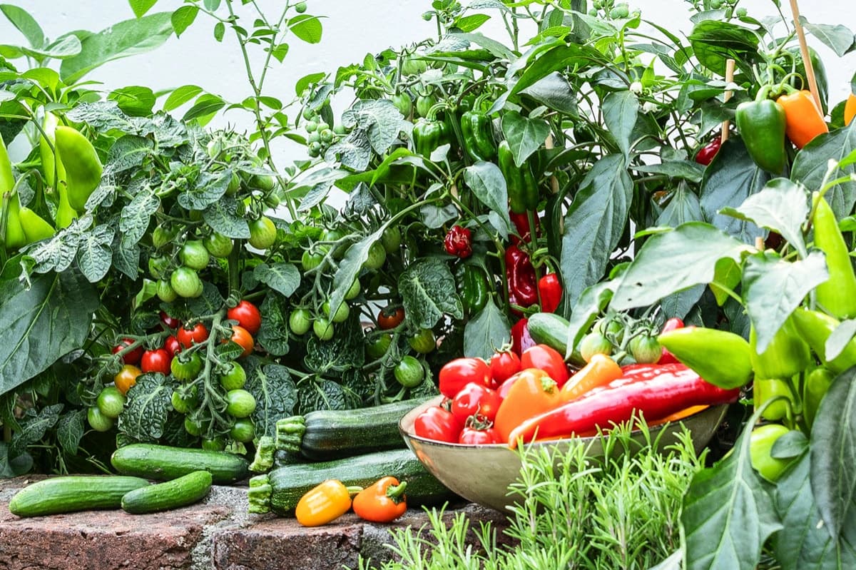 Obst, Gemüse & Kräuter