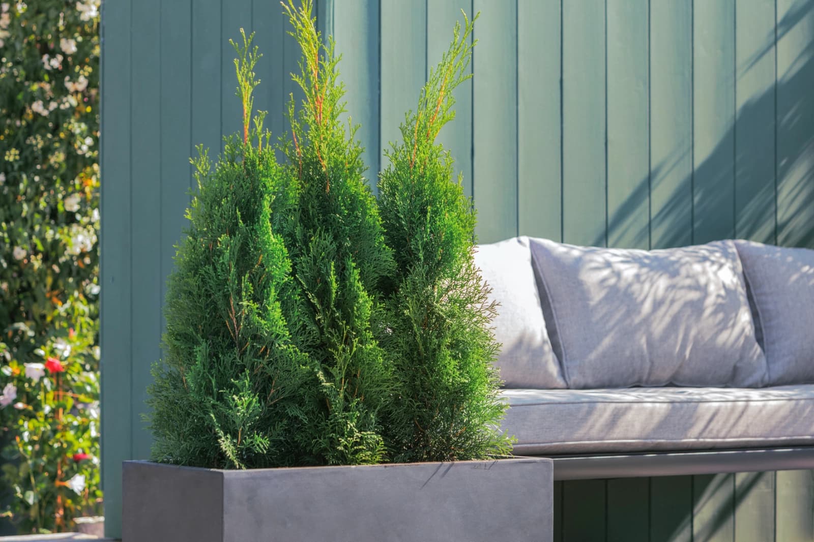 Hecke am laufenden Meter®