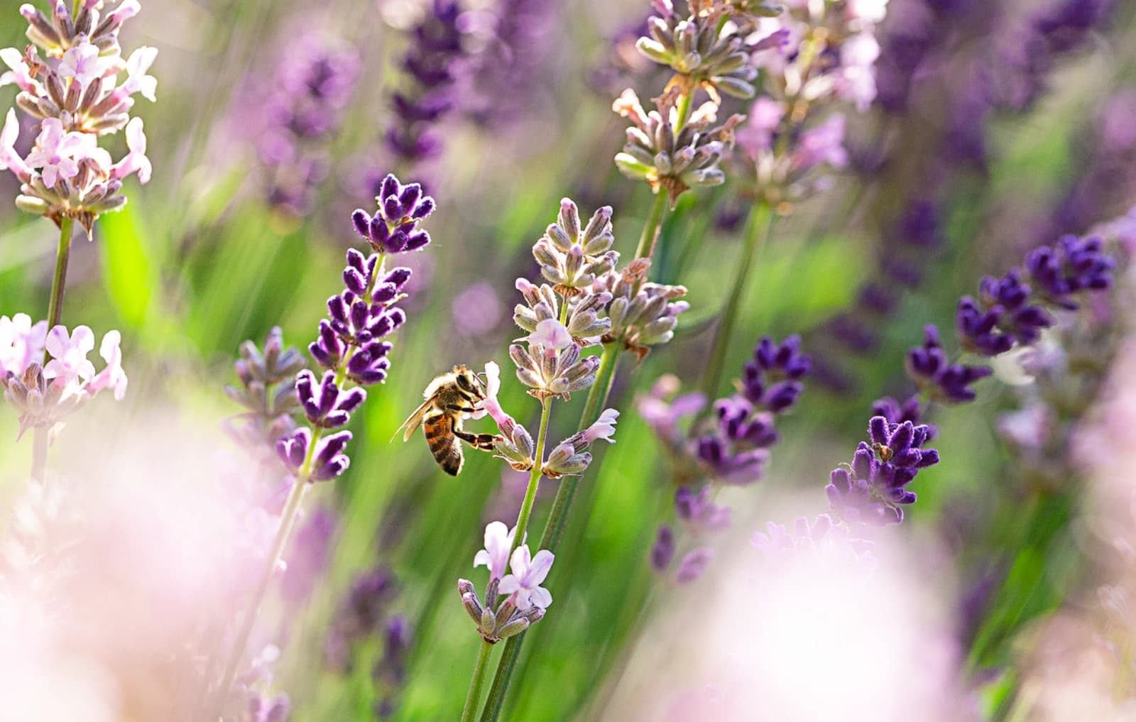 10 % auf alles fürs Insektenparadies