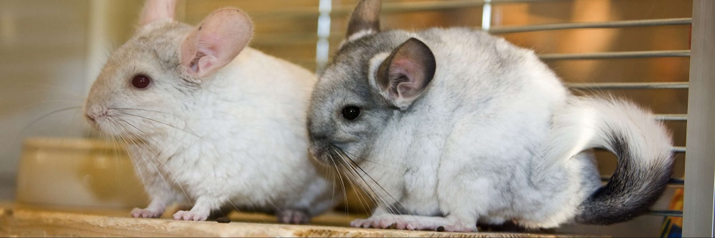 Ratgeber Chinchilla | Dehner