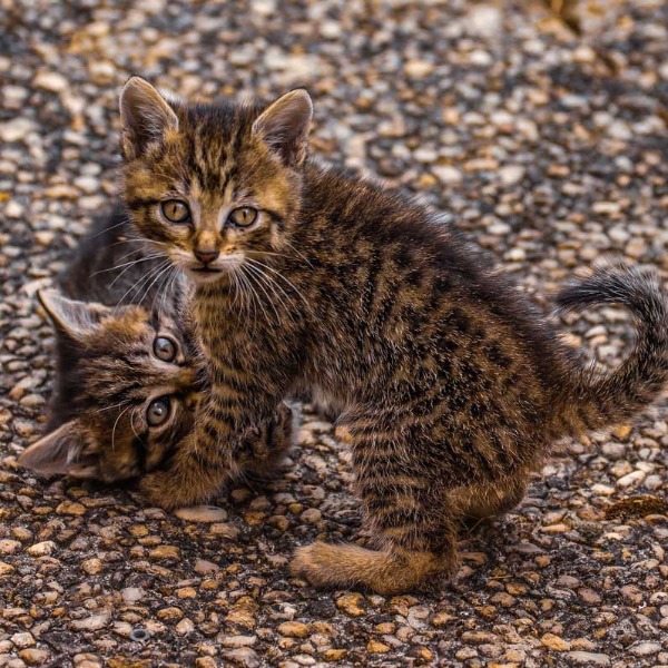 Katzensprache | Dehner