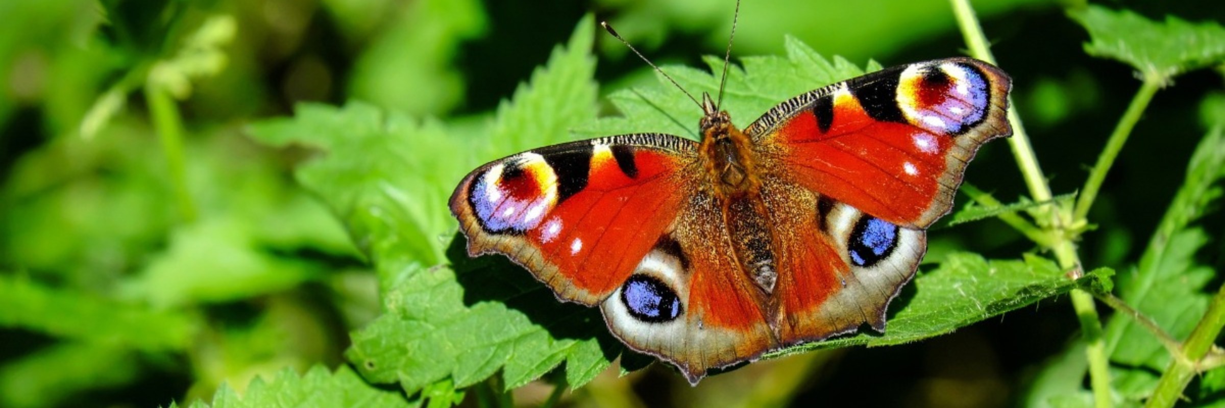 Ratgeber Insekten Dehner