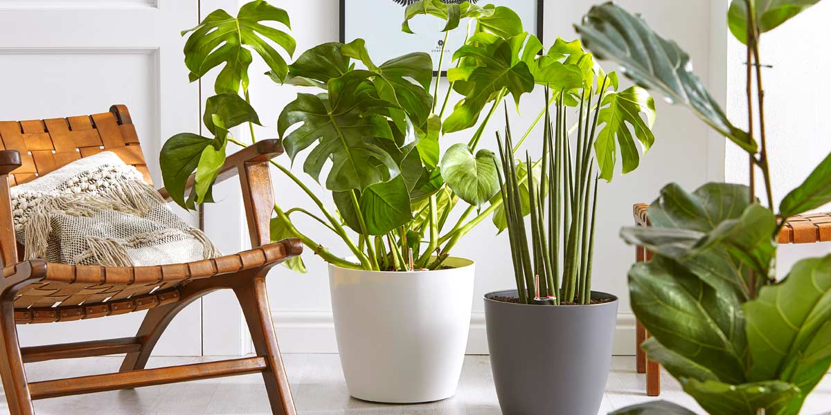 Finden Sie Ihre perfekte Zimmerpflanze | Dehner