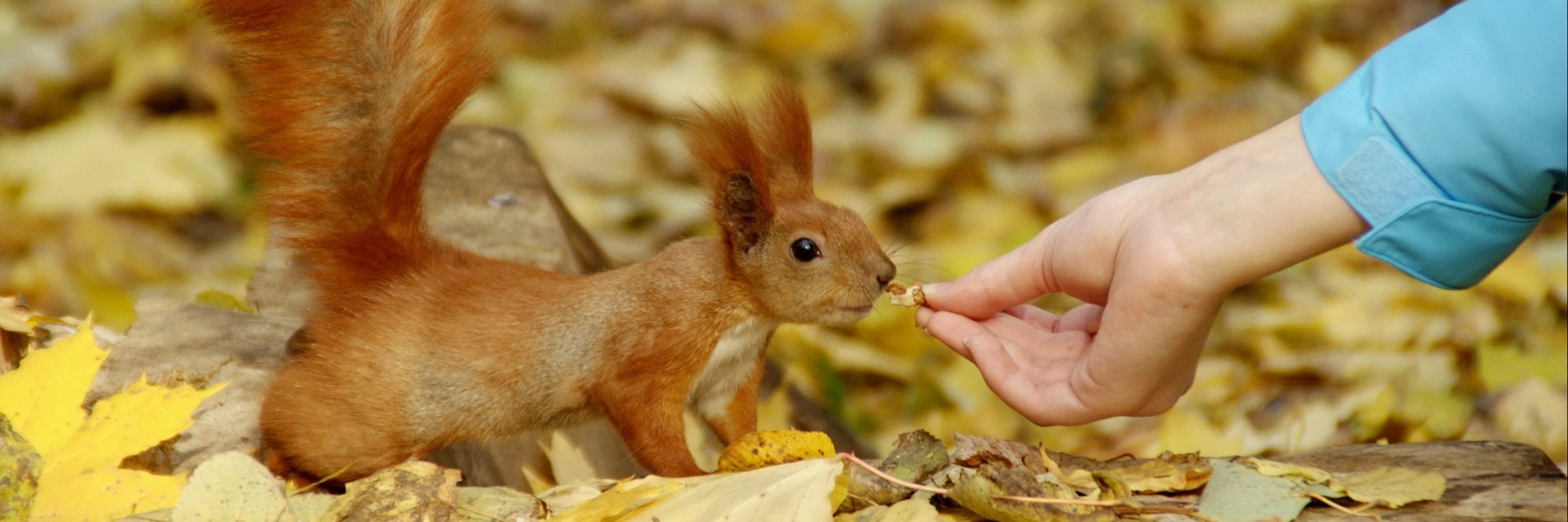 Eichhörnchen im Garten Ratgeber Dehner